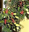 Plantas de Navidad