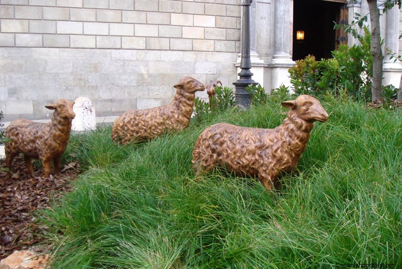 les ovelles