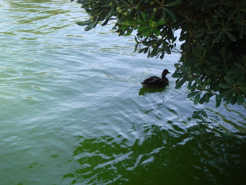DSC06716.JPG