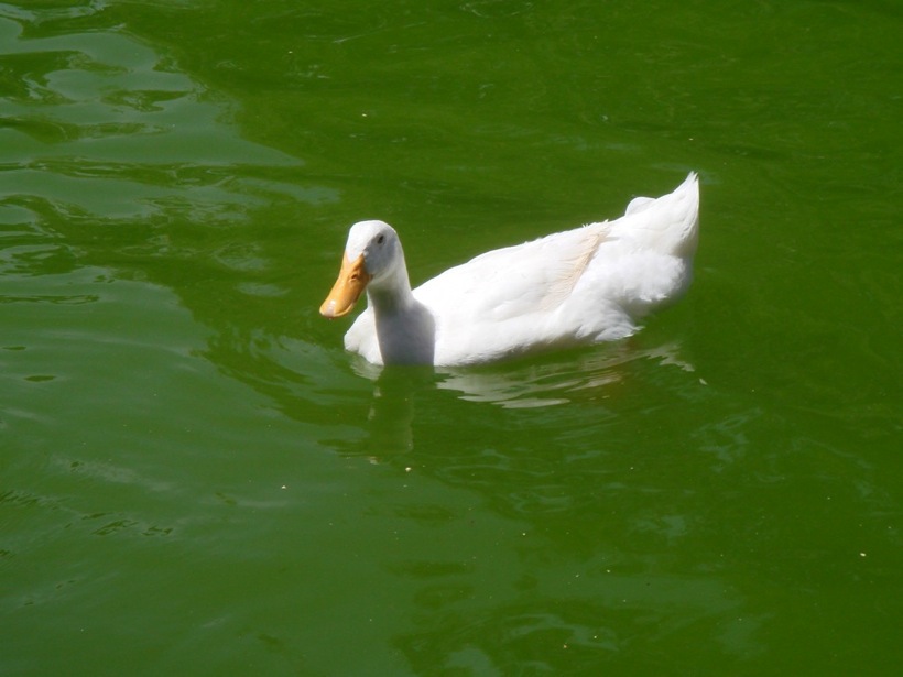 DSC06718.JPG