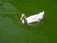 DSC06718.JPG