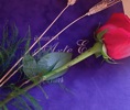 DSC04741.JPG
