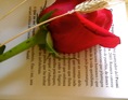 DSC04742.JPG