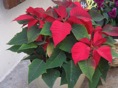 DSC02830.JPG
