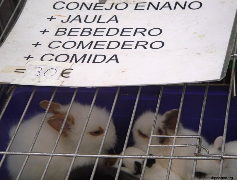 conejos enanos