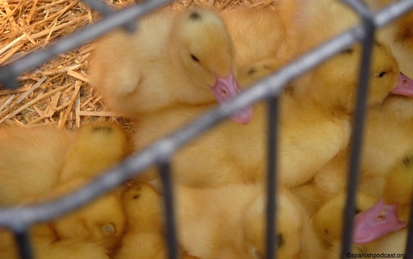 patitos a la venta rbla estudis