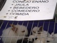 conejos enanos