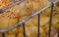 patitos a la venta rbla estudis