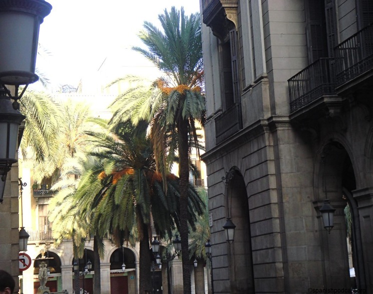 palmeres plaza real