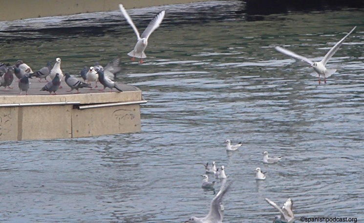 gaviotas al vuelo, puerto Barcelona