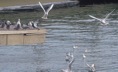 gaviotas al vuelo, puerto Barcelona