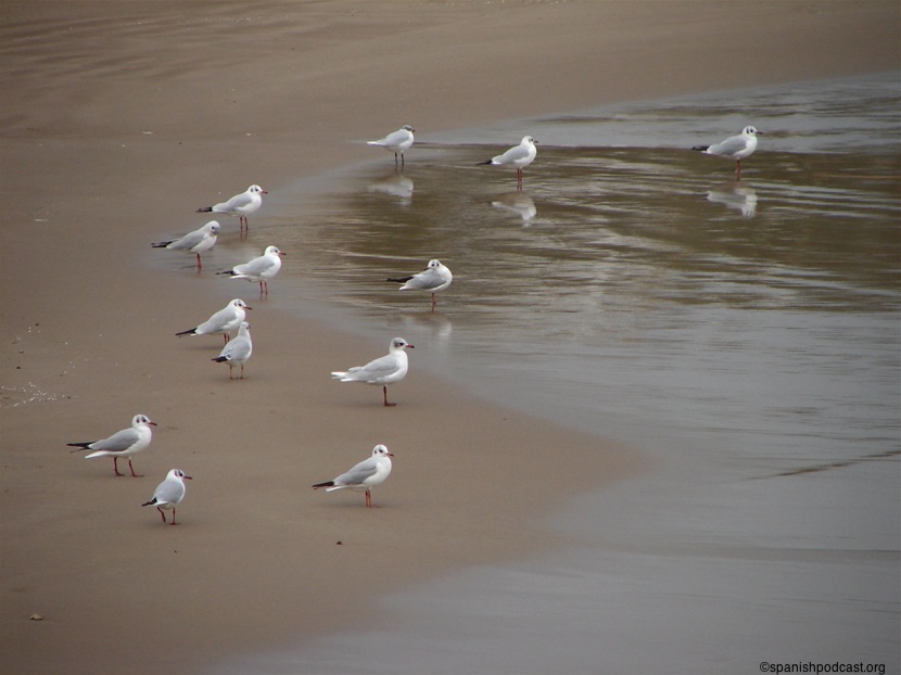 Gaviotas con la mirada fija en algo