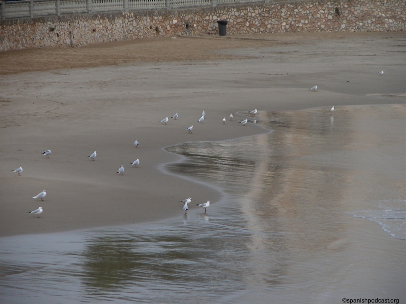 Gaviotas en la playa