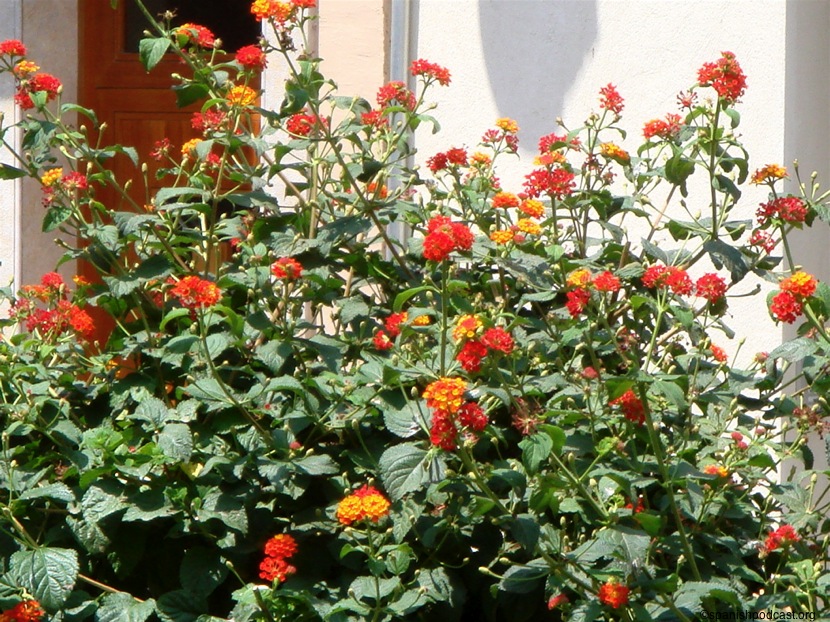 Lantana