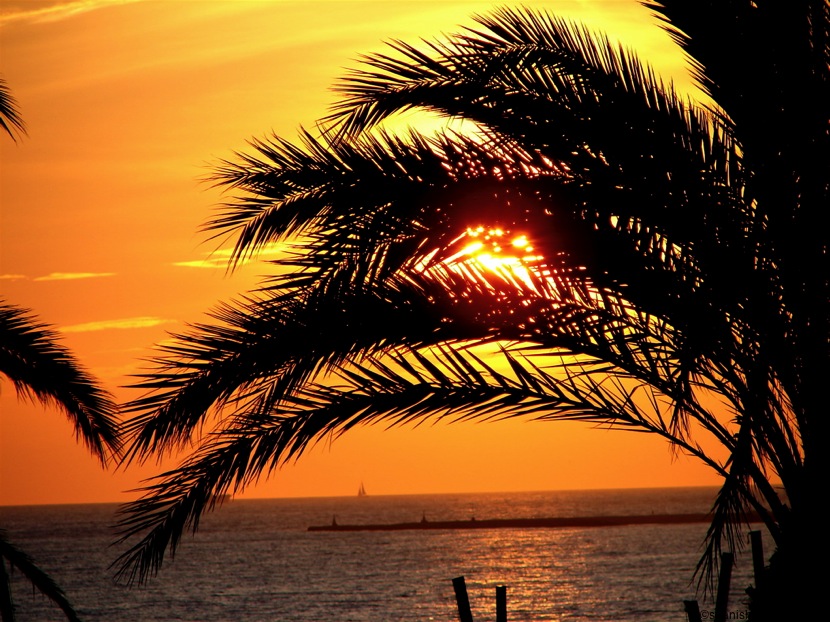 Las palmeras filtran el sol al atardecer