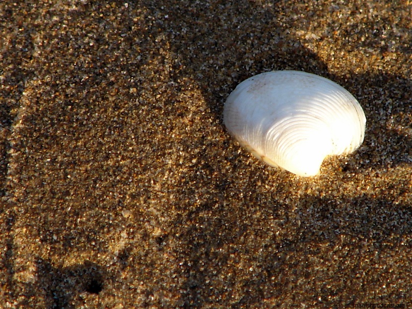 Una concha en la playa