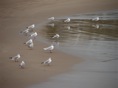 Gaviotas con la mirada fija en algo