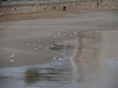 Gaviotas en la playa