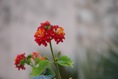 La lantana es una flor habitual de esta población costera