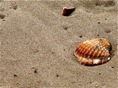 Las conchas de la arena de la playa