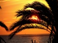Las palmeras filtran el sol al atardecer