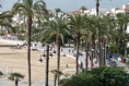 Palmeras del paseo marítimo