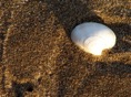 Una concha en la playa