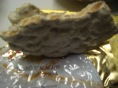 DSC08351.JPG