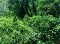 DSC06434.JPG