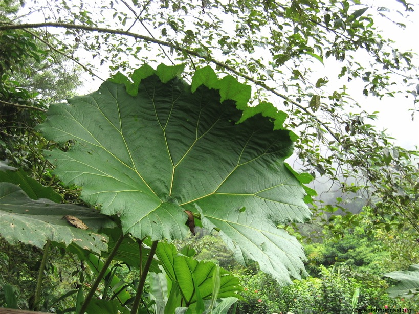 Hoja sombrilla