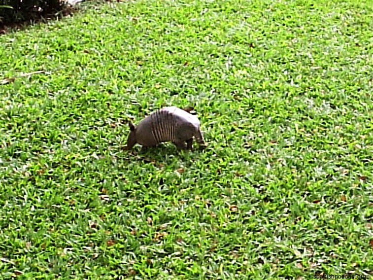 armadillo 2