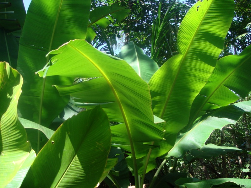 banano, hojas