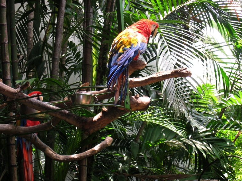 colorido de los pájaros