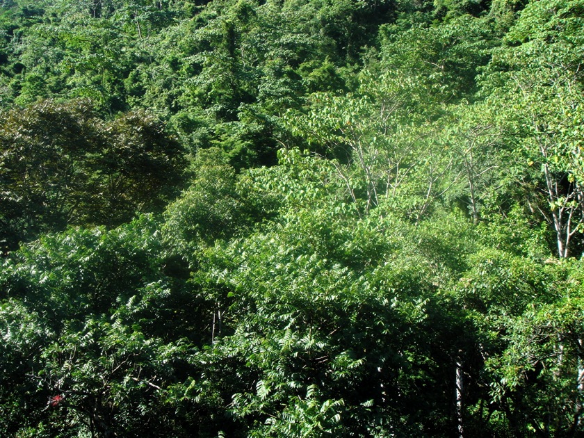 el bosque