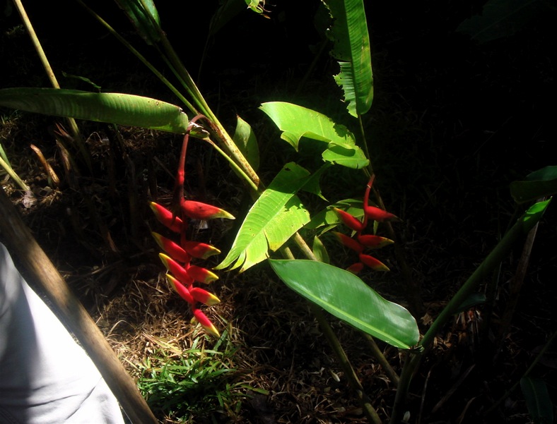 heliconias