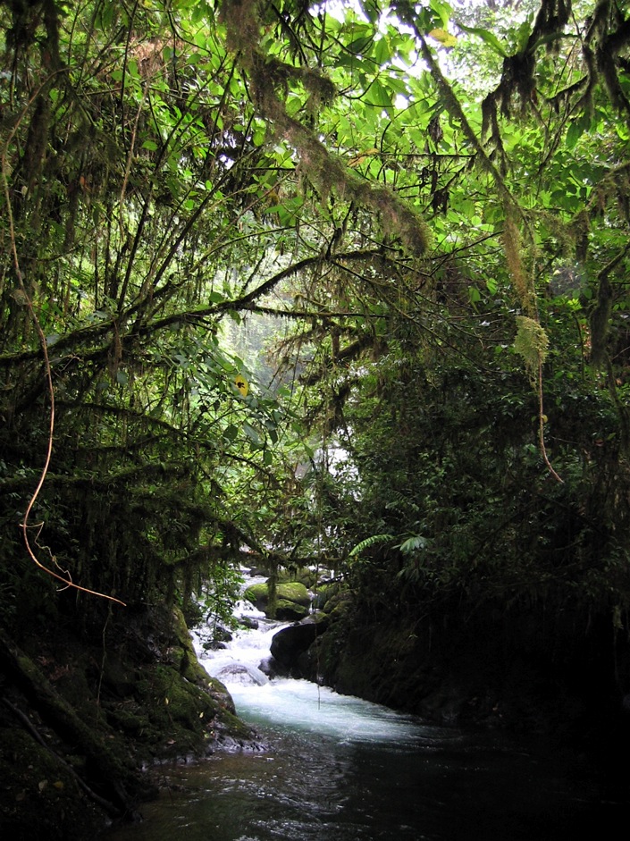 riachuelo en el bosque