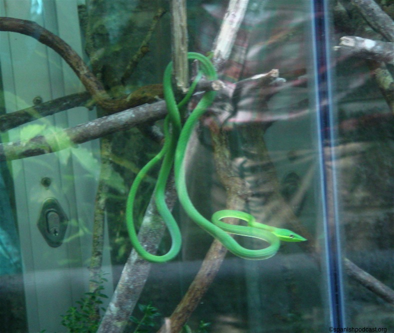 serpiente
