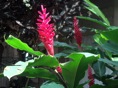 Flor Ginger