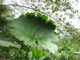 Hoja sombrilla