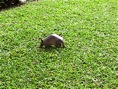 armadillo 2