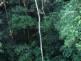 bosque húmedo