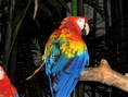 colores guacamayos