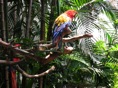 colorido de los pájaros