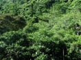 el bosque