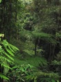 el bosque, los helechos