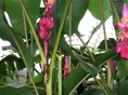 flor del banano