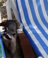 mapache en piscina
