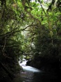 riachuelo en el bosque