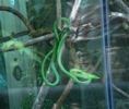 serpiente