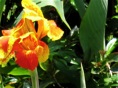 una de las flores que abundan
